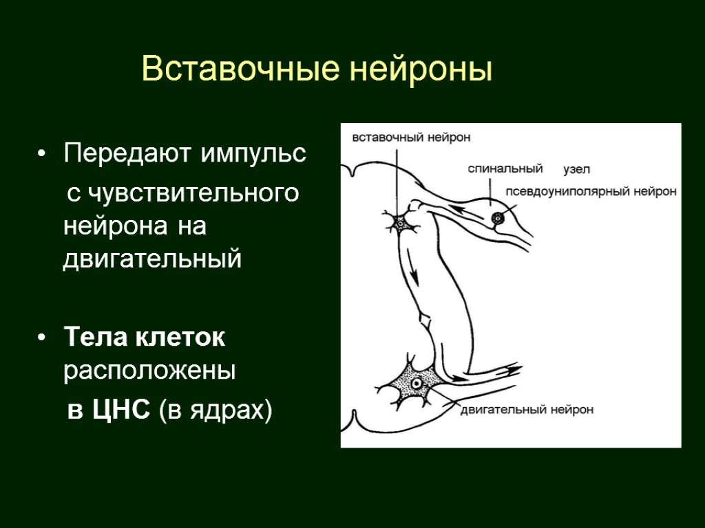 Вставочные нейроны Передают импульс с чувствительного нейрона на двигательный Тела клеток расположены в ЦНС